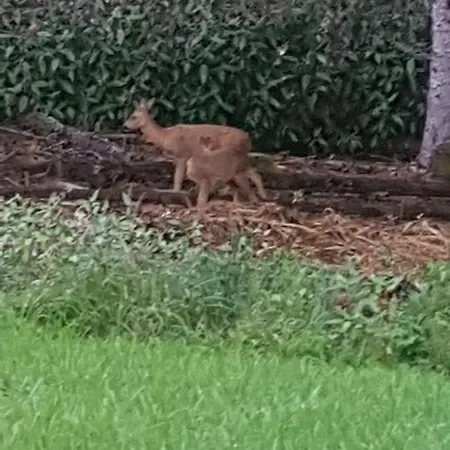 Biazot * Xonrupt-Longemer