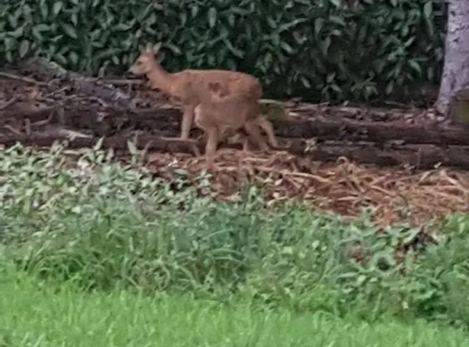 Biazot * Xonrupt-Longemer